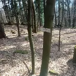 Lastovicka